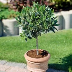 Koroneiki Greek Olive Tree -Fast Growing Trees Koroneiki Olive 3