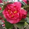 Kramers Camellia Shrub -Fast Growing Trees Kramers Camellia FGT 600x600 b6ff6f90 18d4 4af6 8a42 ce6318e1b77d