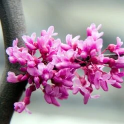 Lavender Twist® Weeping Redbud Tree -Fast Growing Trees LAVENDER TWIST THUMB 6e0b03e6 c145 40fa 9261 d759a9ab9546
