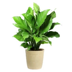 Peace Lily Plant 17 Peace Lily Plant -Fast Growing Trees LIL PEA.10 Beige Delilah