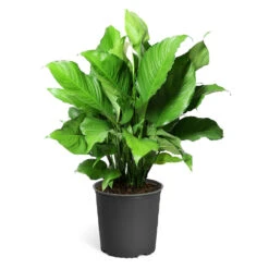 Peace Lily Plant 20 Peace Lily Plant -Fast Growing Trees LIL PEA.10 standard pot 421927a6 487e 4f52 aef6 f750e8649b2b