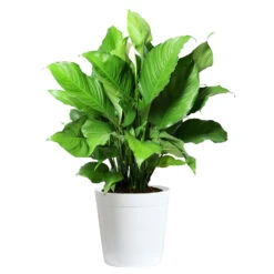 Peace Lily Plant 16 Peace Lily Plant -Fast Growing Trees LIL PEA.10 white Delilah