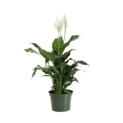 Peace Lily Plant 21 Peace Lily Plant -Fast Growing Trees LIL PEA.6