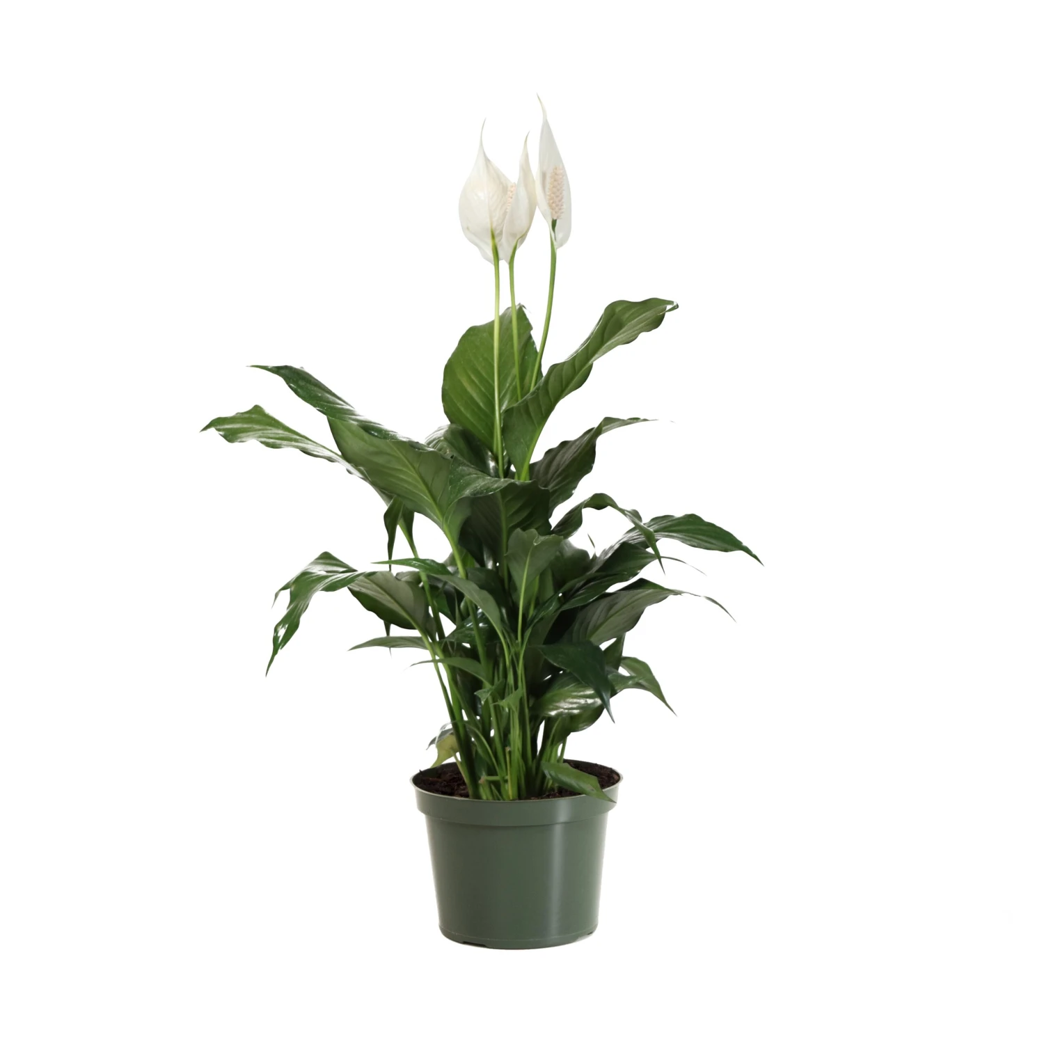 Peace Lily Plant 12 Peace Lily Plant - Image 10