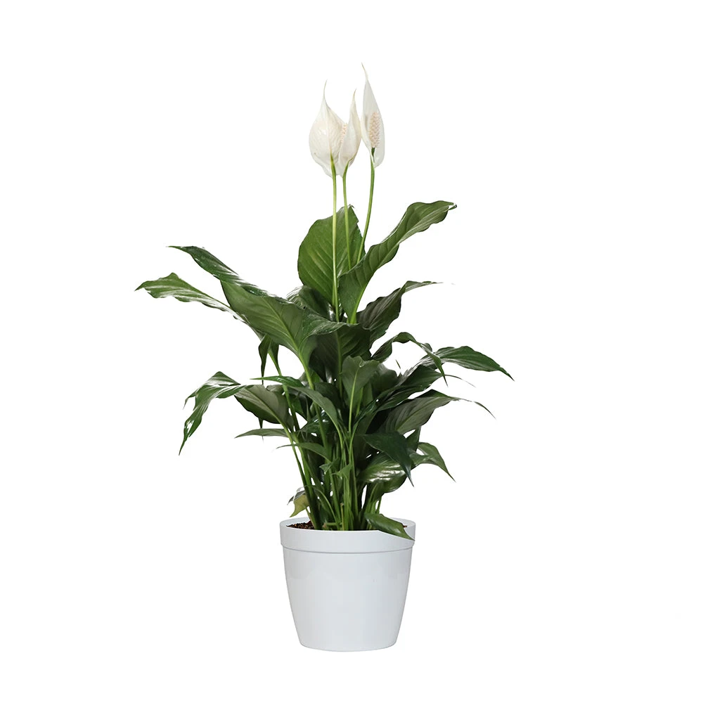 Peace Lily Plant 10 Peace Lily Plant - Image 8
