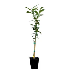 Key Lime Tree -Fast Growing Trees LIM KEY 12 QT