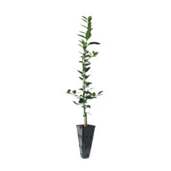 Key Lime Tree -Fast Growing Trees LIM KEY 23 C