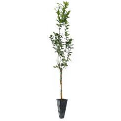 Key Lime Tree -Fast Growing Trees LIM KEY 34 C