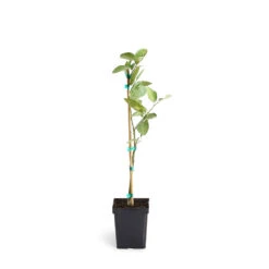 Persian 'Bearss' Lime Tree -Fast Growing Trees LIM PER 12 1QT
