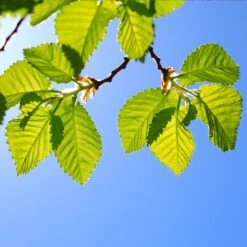 Lacebark Chinese Elm Tree -Fast Growing Trees Lacebark Chinese Elm 1 FGT