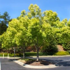Lacebark Chinese Elm Tree -Fast Growing Trees Lacebark Chinese Elm 5 FGT