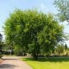 Lacebark Chinese Elm Tree -Fast Growing Trees Lacebark Chinese Elm FGT 600x600 23997011 0eae 492c 9c12 caf0ac94cf44