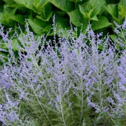Lacey Blue Russian Sage -Fast Growing Trees Lacey Blue Russian Sage 1