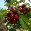 Lapins Cherry Tree 1 Lapins Cherry Tree -Fast Growing Trees Lapins Cherry Tree FGT 600x600 0220b9db e1f1 4a63 bdc5 243c6c0fbfb6