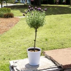Fast Growing Trees -Fast Growing Trees Lavender Trees 3