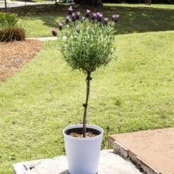 Fast Growing Trees 46 Lavender Standard Topiary Tree