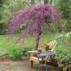 Lavender Twist® Weeping Redbud Tree -Fast Growing Trees Lavender Twist Redbud 1