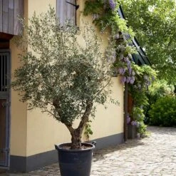 Lecciana Olive Tree 9 Lecciana Olive Tree -Fast Growing Trees Lecciana Olive Tree 2
