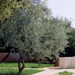 Lecciana Olive Tree 10 Lecciana Olive Tree -Fast Growing Trees Lecciana Olive Tree 3