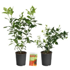 Meyer Lemon + Key Lime Bush Pack -Fast Growing Trees Lemon and LimeBushes 2