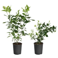 Fast Growing Trees 18 Meyer Lemon + Key Lime Bush Pack