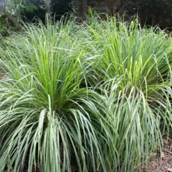 Lemon Grass Plant (Cymbopogon Citratus) -Fast Growing Trees Lemon Grass 4