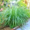 Lemon Grass Plant (Cymbopogon Citratus) -Fast Growing Trees Lemon Grass FGT 600x600 de77fb29 9e3d 400e a75c a7a0bdaddc89