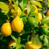 Lemon-Lime Citrus Bush 2 Lemon-Lime Citrus Bush -Fast Growing Trees Lemon Lime Tree 600x600 21dd269a 3597 4ba1 a9b9 5a0b25c8cee4
