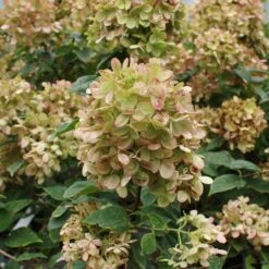 Limelight Hydrangea Shrub 14 Limelight Hydrangea Shrub -Fast Growing Trees Limelight Hydrangea 3 FGT