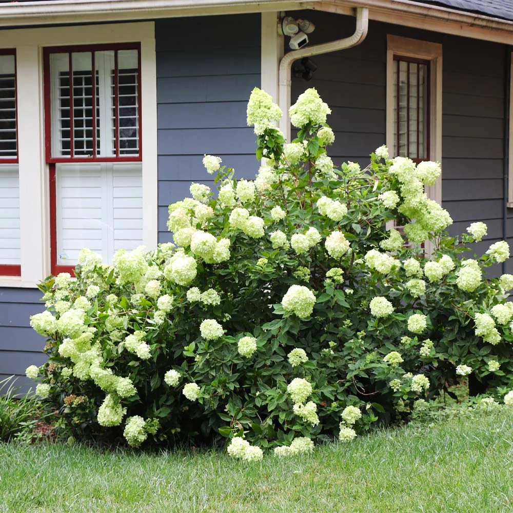 Limelight Hydrangea Shrub 7 Limelight Hydrangea Shrub - Image 5