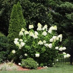Limelight Hydrangea Shrub 12 Limelight Hydrangea Shrub -Fast Growing Trees Limelight Hydrangea 5 FGT