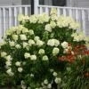 Limelight Hydrangea Shrub -Fast Growing Trees Limelight Hydrangea FGT 600x600 1b72fac0 3424 494c bbd3 2c549418a840