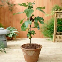 Fast Growing Trees 10 Little Miss Figgy™ Tree - USDA Organic