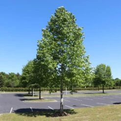 Tulip Poplar 'Little Volunteer' -Fast Growing Trees Little Volunteer Poplar 1