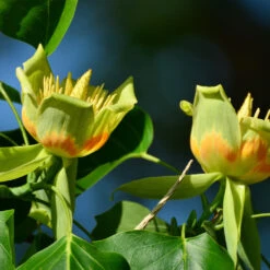 Tulip Poplar 'Little Volunteer' -Fast Growing Trees Little Volunteer Poplar 2