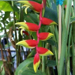 Lobster Claw Plant -Fast Growing Trees Lobster Claw 6