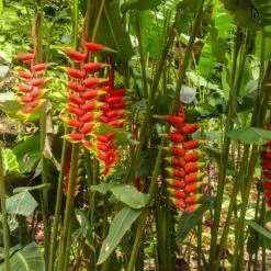 Lobster Claw Plant -Fast Growing Trees Lobster Claw 7 FGT