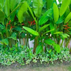 Lobster Claw Plant -Fast Growing Trees Lobster Claw 9