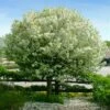 Lollipop® Crabapple Tree 2 Lollipop® Crabapple Tree -Fast Growing Trees Lollipop Crabapple 600x600 d8624b65 ba63 4304 8a6a eed9f908becf