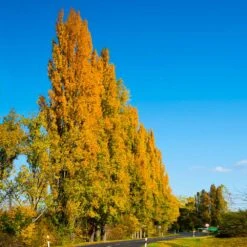 Lombardy Poplar Tree 11 Lombardy Poplar Tree -Fast Growing Trees Lombardy Poplar 5 FGT