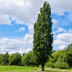 Lombardy Poplar Tree 10 Lombardy Poplar Tree -Fast Growing Trees Lombardy Poplar 8