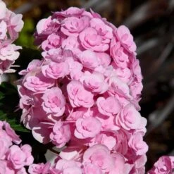 Love Hydrangea -Fast Growing Trees Love Hydrangea 2 FGT