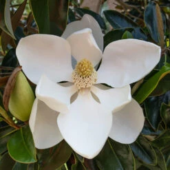 Little Gem Magnolia Tree -Fast Growing Trees Lttle Gem Magnolia 2 FGT