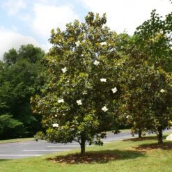 Little Gem Magnolia Tree -Fast Growing Trees Lttle Gem Magnolia 4