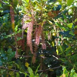 Macadamia Nut Tree 12 Macadamia Nut Tree -Fast Growing Trees Macadamia Nut Tree 2
