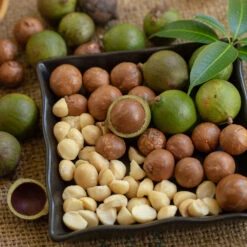 Macadamia Nut Tree 10 Macadamia Nut Tree -Fast Growing Trees Macadamia Nut Tree 6 FGT