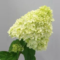 Magical® Candle Hydrangea Shrub -Fast Growing Trees Magical Candle 2