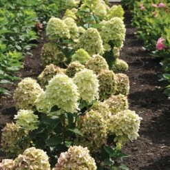 Magical® Candle Hydrangea Shrub -Fast Growing Trees Magical Candle 3