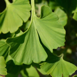 Ginkgo Biloba 'Mariken' Tree -Fast Growing Trees Mairken Ginkgo 4 FGT