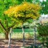 Ginkgo Biloba 'Mariken' Tree -Fast Growing Trees Mairken Ginkgo 6 FGT